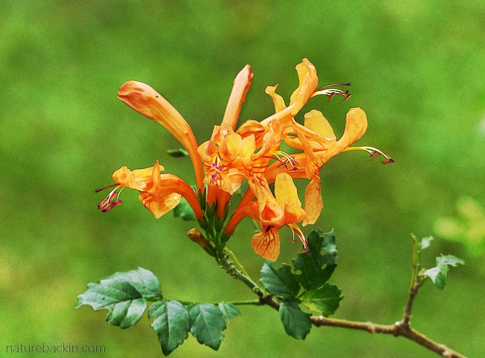 Flower of the Cape honeysuckle (Tecomaria capensis)