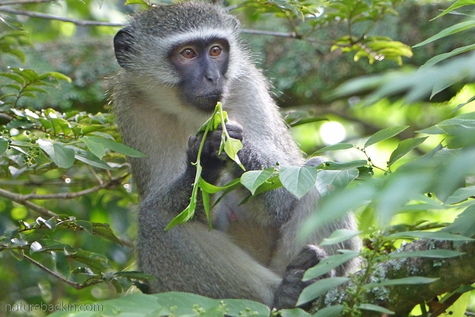 Vervet monkey eating leaves of a pigeonwood tree in a suburban garden, KwaZulu-Natal