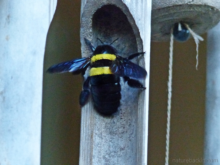 Carpenter bee at nest