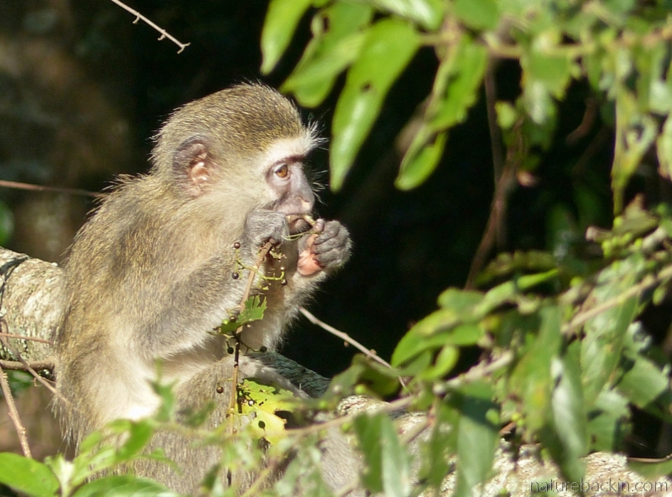 A young vervet monkey eating fruit in a pigeonwood tree, South Africa