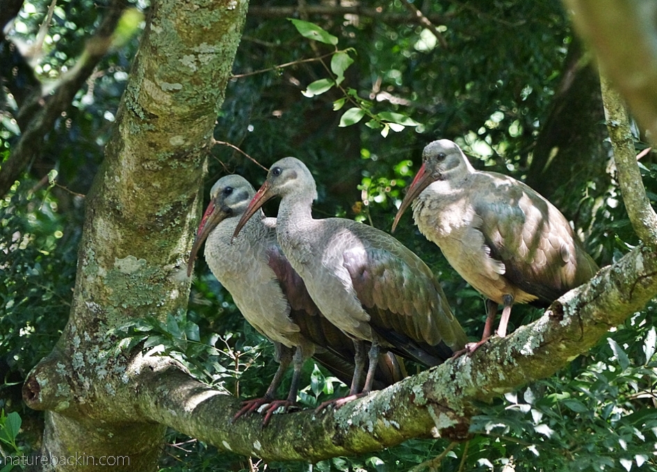 Three hadeda ibises perching on a branch of a pigeonwood tree (Trema orientalis)