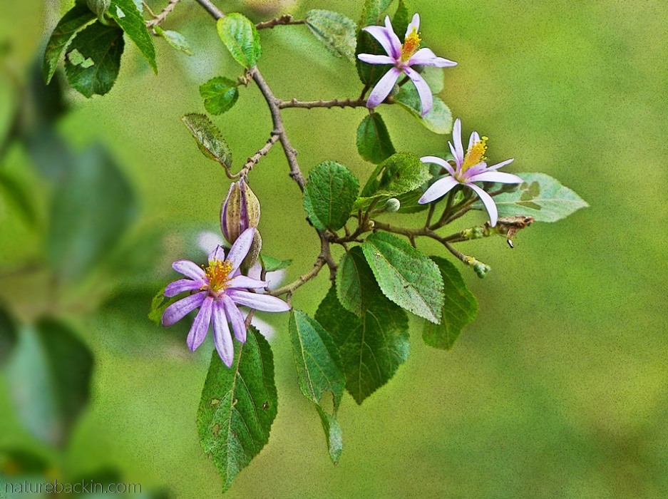 Flowers and leaves of the cross-berry (Grewia occidentalis