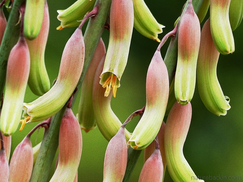 Close-up of Gasteria flowers