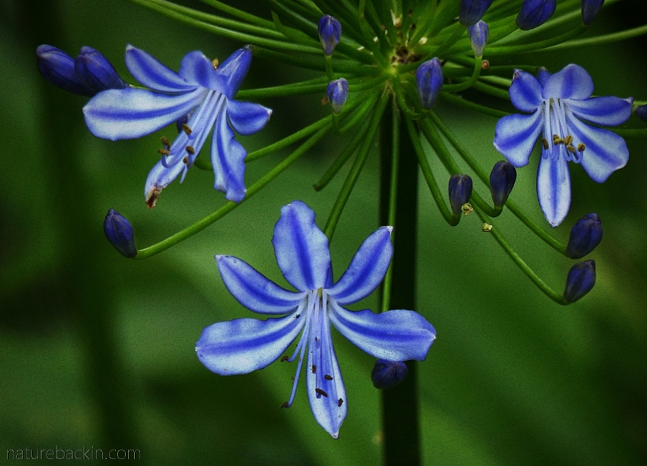 Agapanthus praecox flowers
