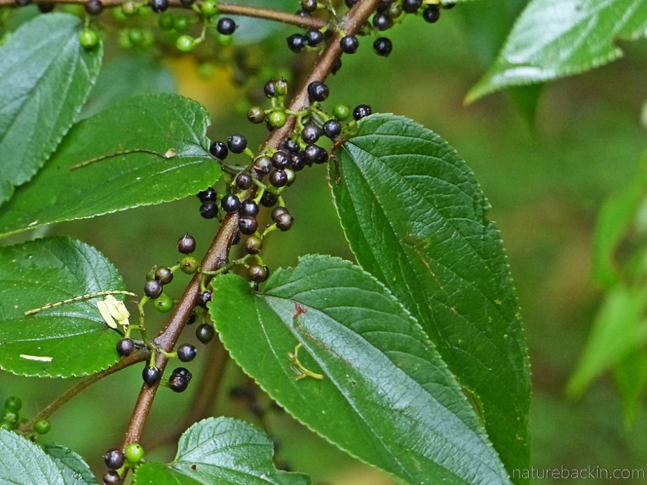 Fruit of the pigeonwood tree (Trema orientalis)