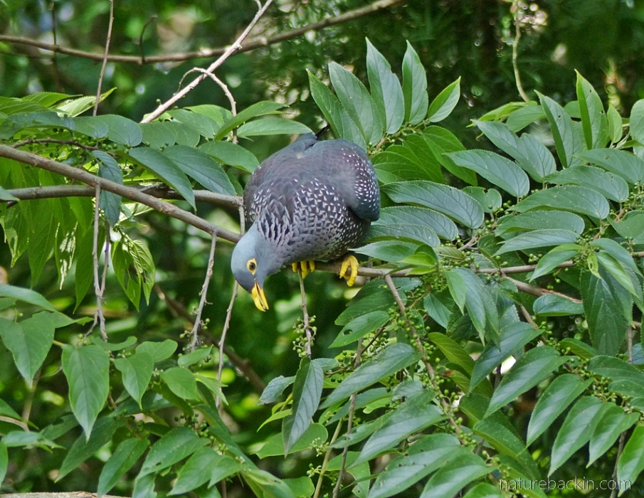 An African olive pigeon feeding off fruits in a pigeonwood tree (Trema orientalis)