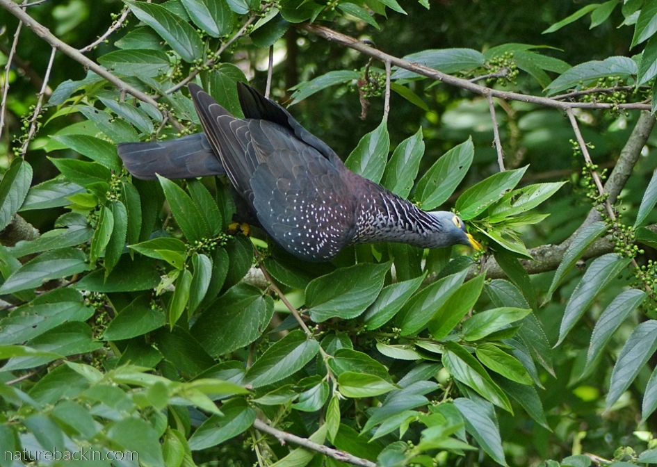 An African olive-pigeon stretching out to pick fruit on a pigeonwood tree (Trema orientalis)