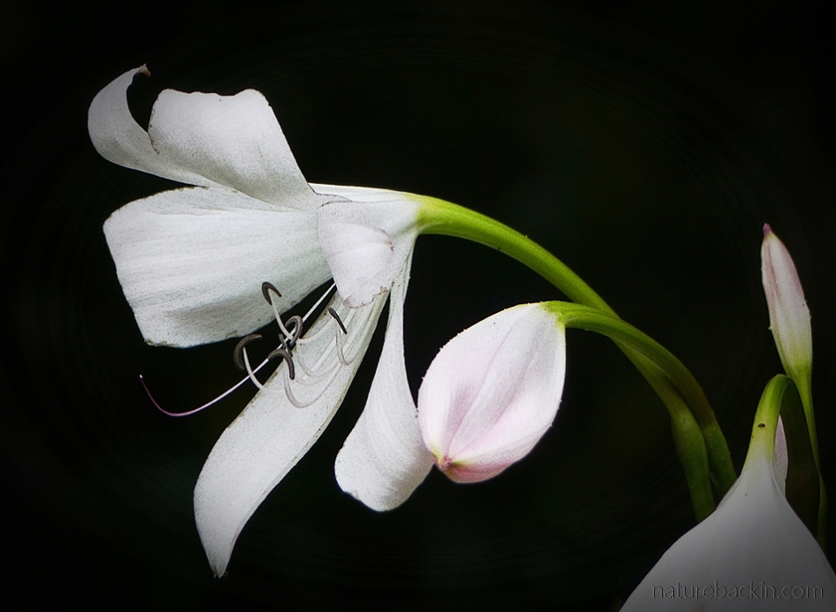 Flower and bud of the Natal lily (Crinum moorei)