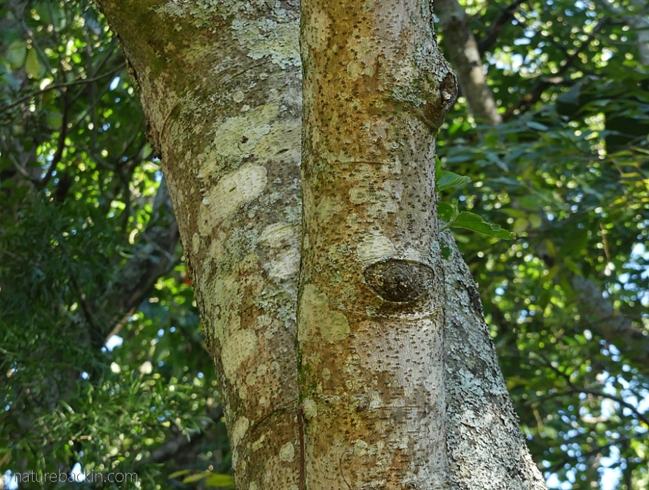 Trunk and bark of a pigeonwood tree (Trema orientalis)