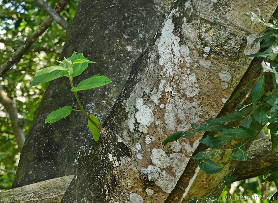 Lichen on the trunk of a pigeonwood tree, South Africa