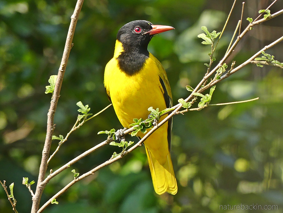 Black-headed oriole perching on a stem, South Afric