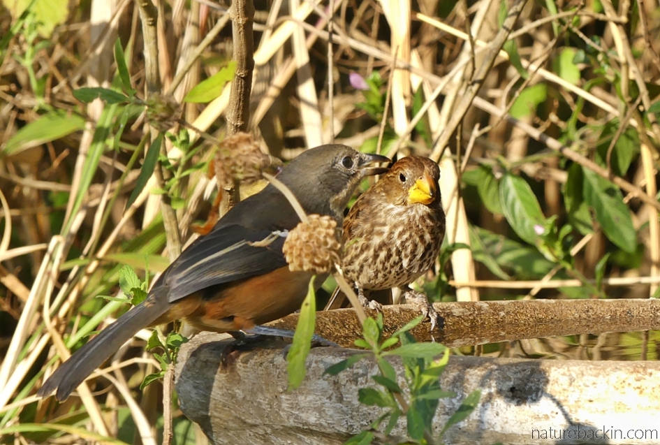 Southern boubou and thick-billed weaver