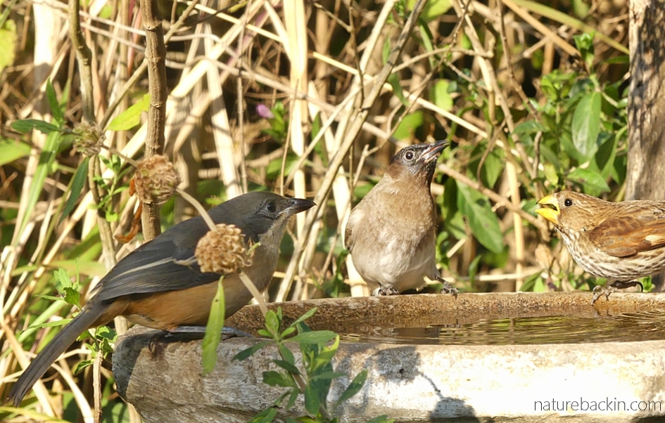 A southern boubou, dark-capped bulbul and thick-billed weaver at birdbath