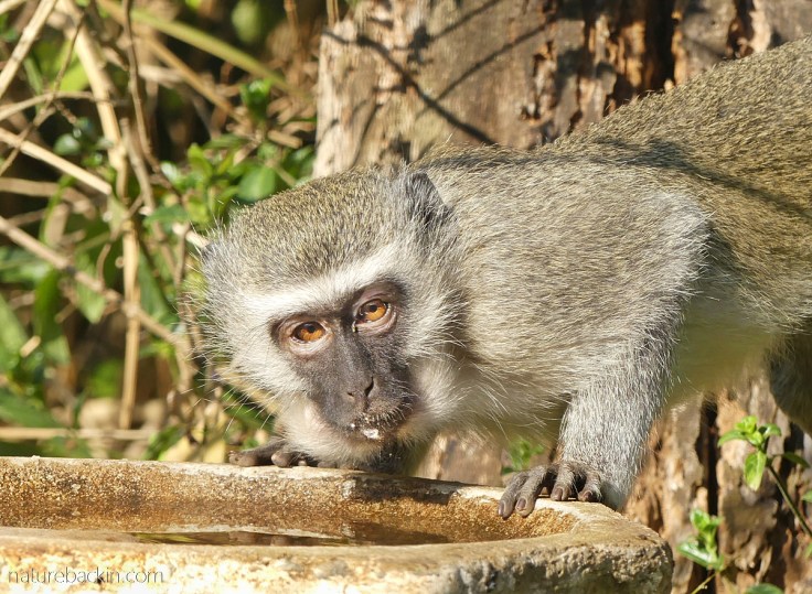 Vervet monkey drinking from garden birdbath, KwaZulu-Natal