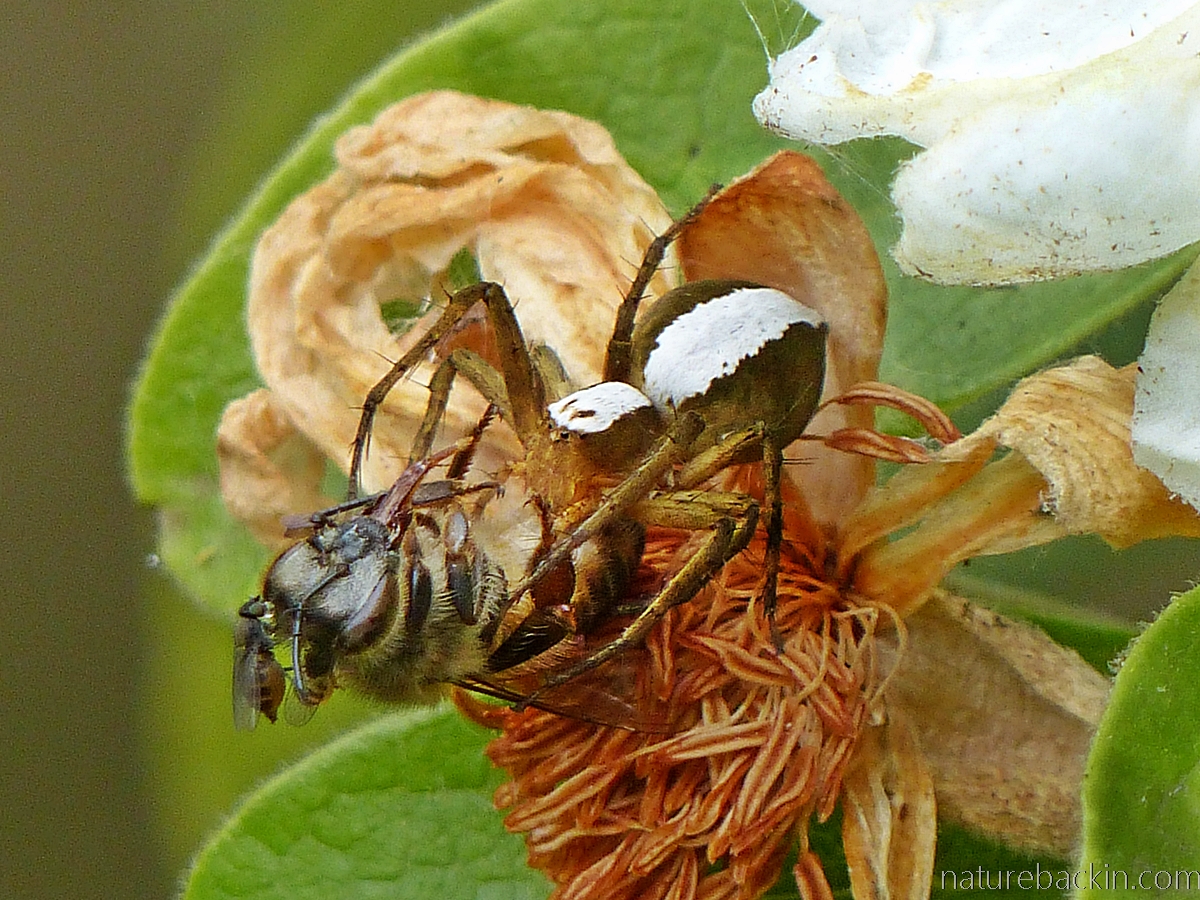 Lynx spider with bee prey, South Africa