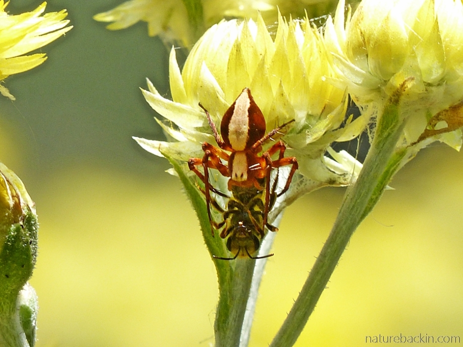 Lynx spider grasping honeybee prey