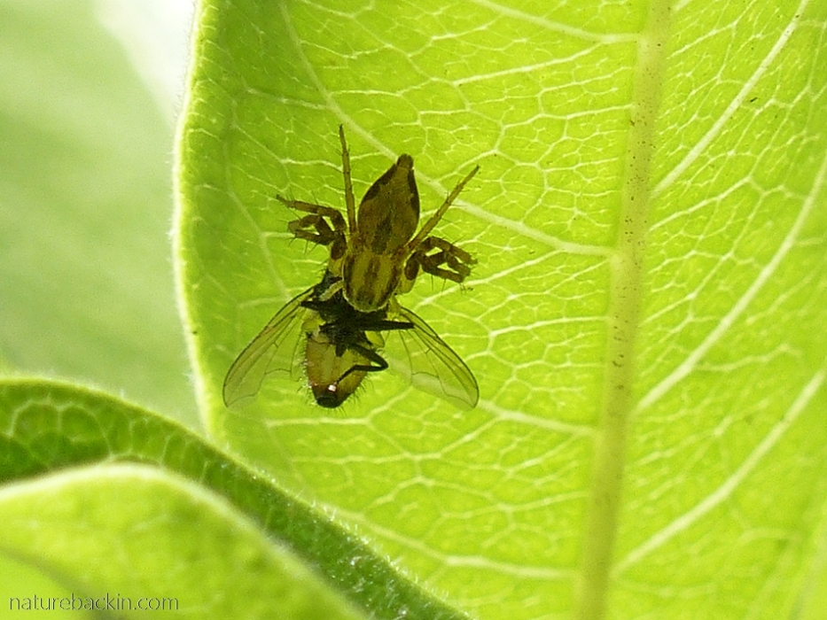 Lynx spider on leaf holding fly prey
