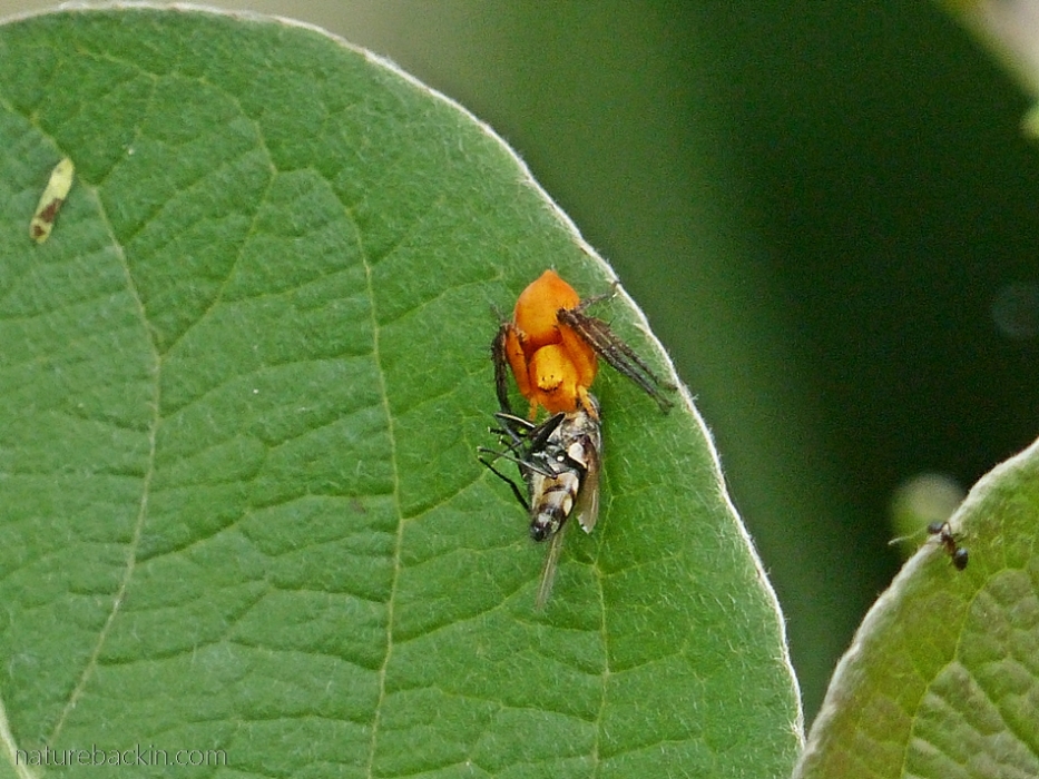Small orange lynx spider with fly prey, South Africa