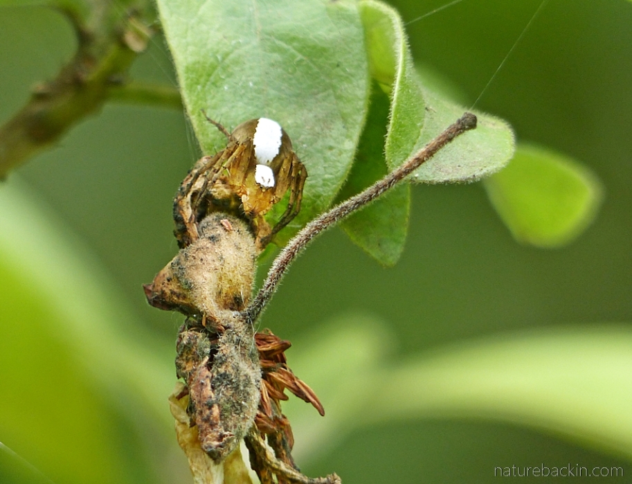 Lynx spider with egg pouch