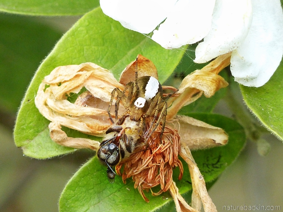 Close-up of lynx spider with dead honeybee prey