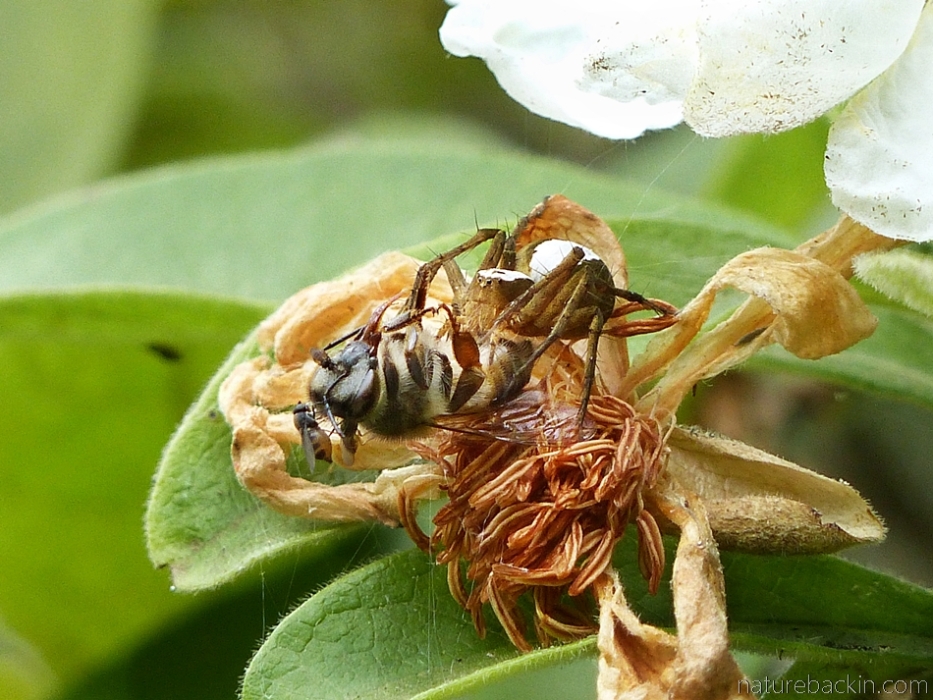 Lynx spider on African dog rose with captured honey bee