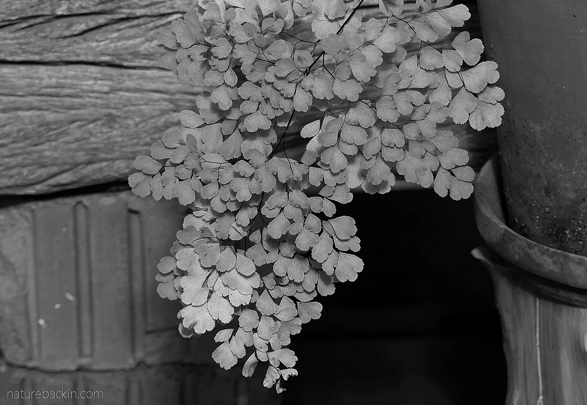 Maidenhair fern frond in black and white