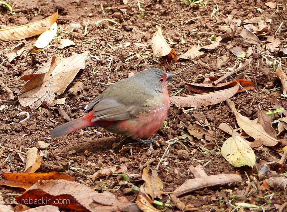 African firefinch foraging on the ground