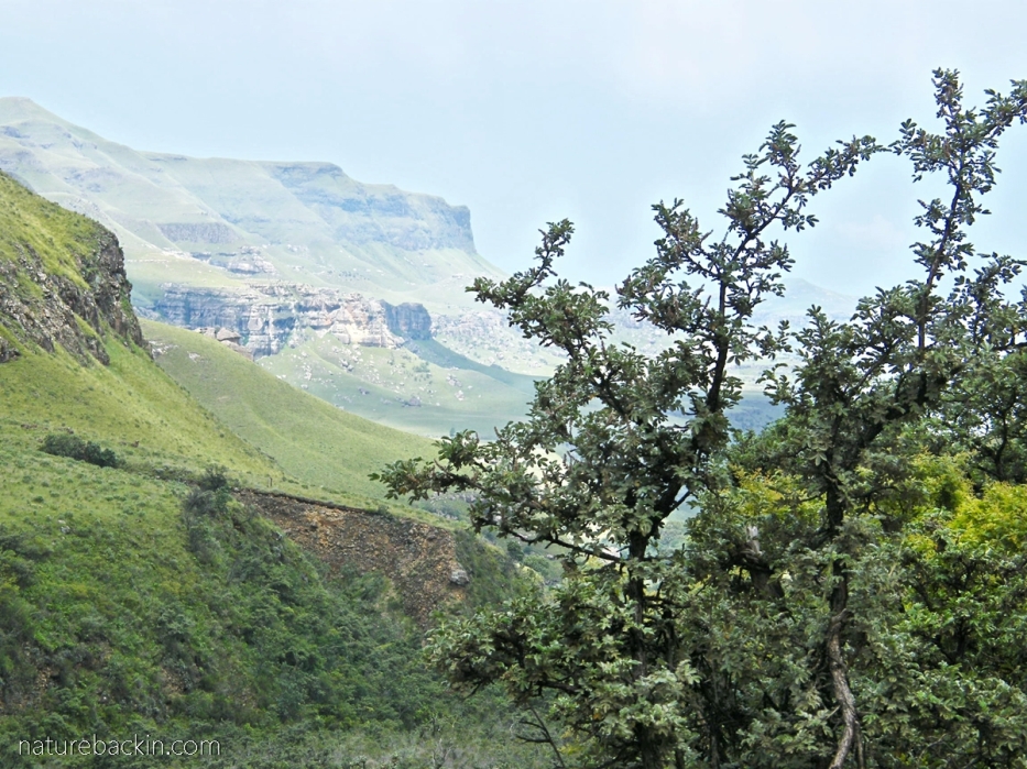Ouhout near the escarpment near Sani Pass, South Africa