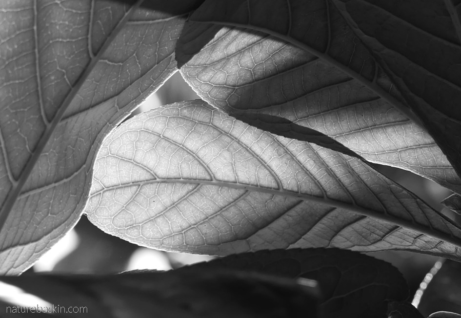 Texture of veins in a leaves in black and white