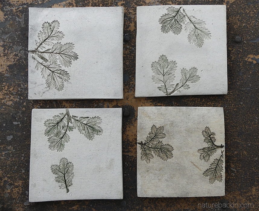 Ceramic tiles featuring impressions of Ouhout leaves, Eastern Cape, South Africa
