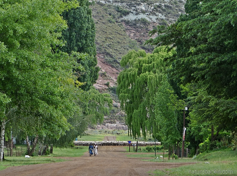 A tree-lined street in Rhodes village, South Africa