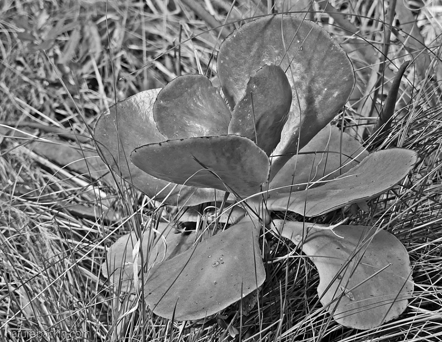 Black and white photo of succulent leaves in grassland