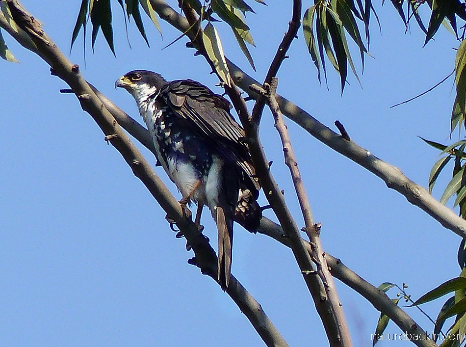 Female black sparrowhawk perched in a eucalyptus tree, KwaZulu-Natal, South Africa