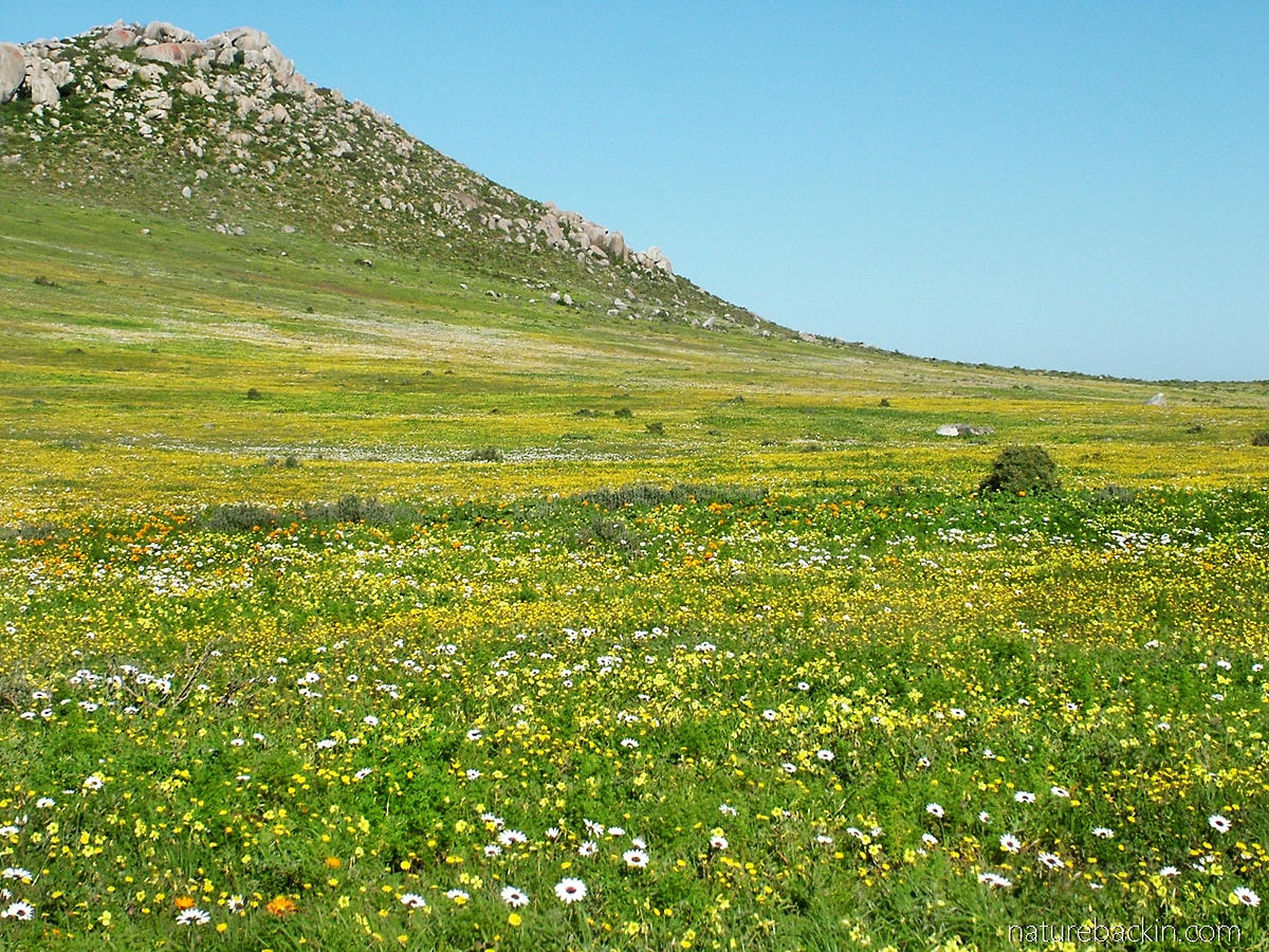Spring flowers as Postberg nature reserve, West Coast National Park, South Africa