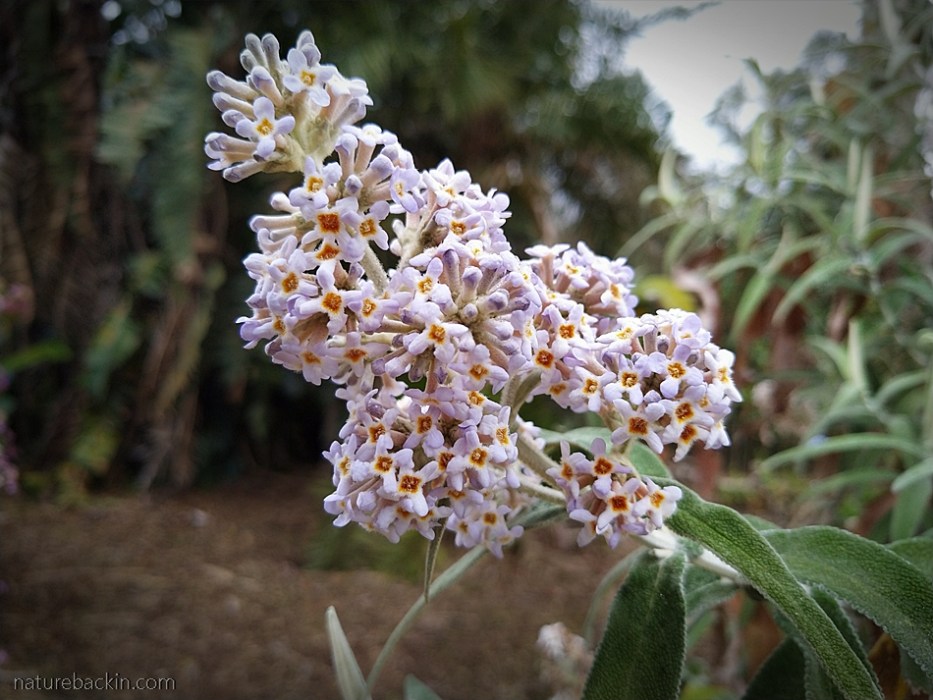 Mauve flowers of the wild sagewood