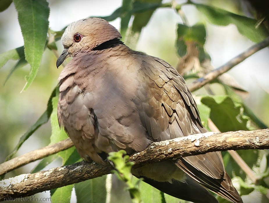 Red-eyed dove perching