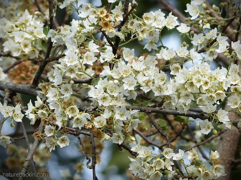 Flowers of the wild pear in springtime, South Africa