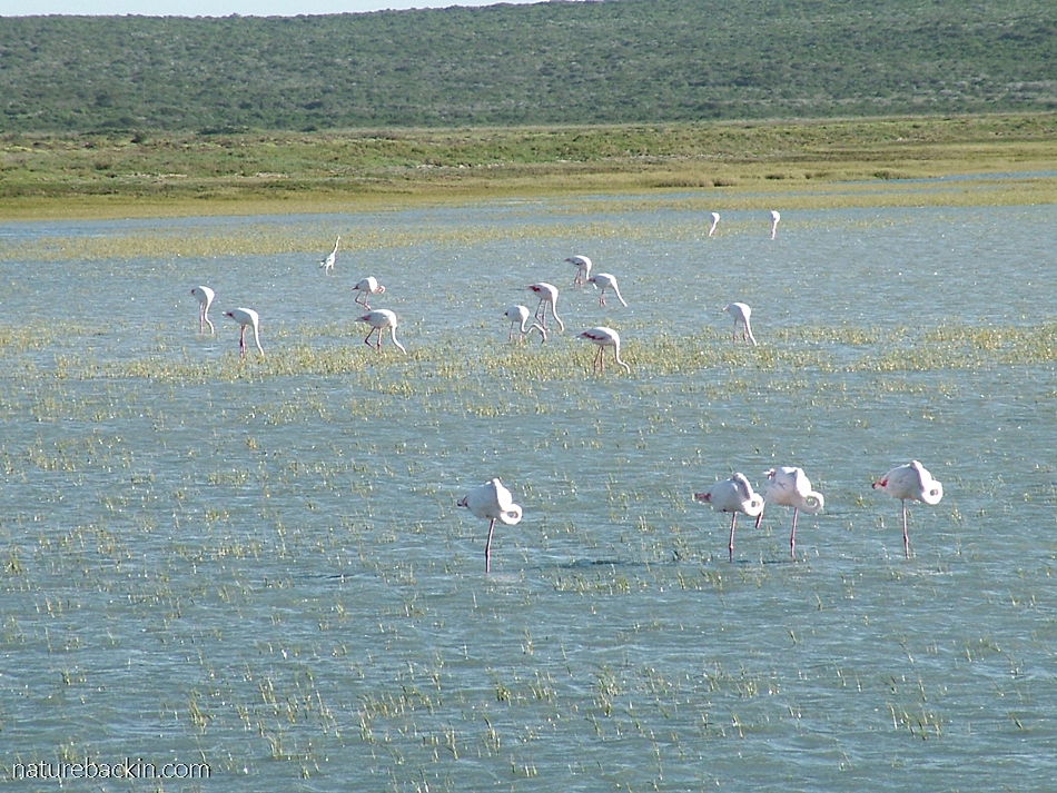 Flamingoes foraging in the shallow water of the Langebaan Lagoon