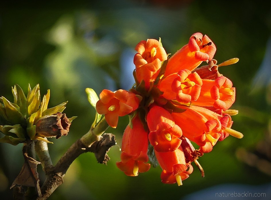 Wild pomegranate flowers, South Africa