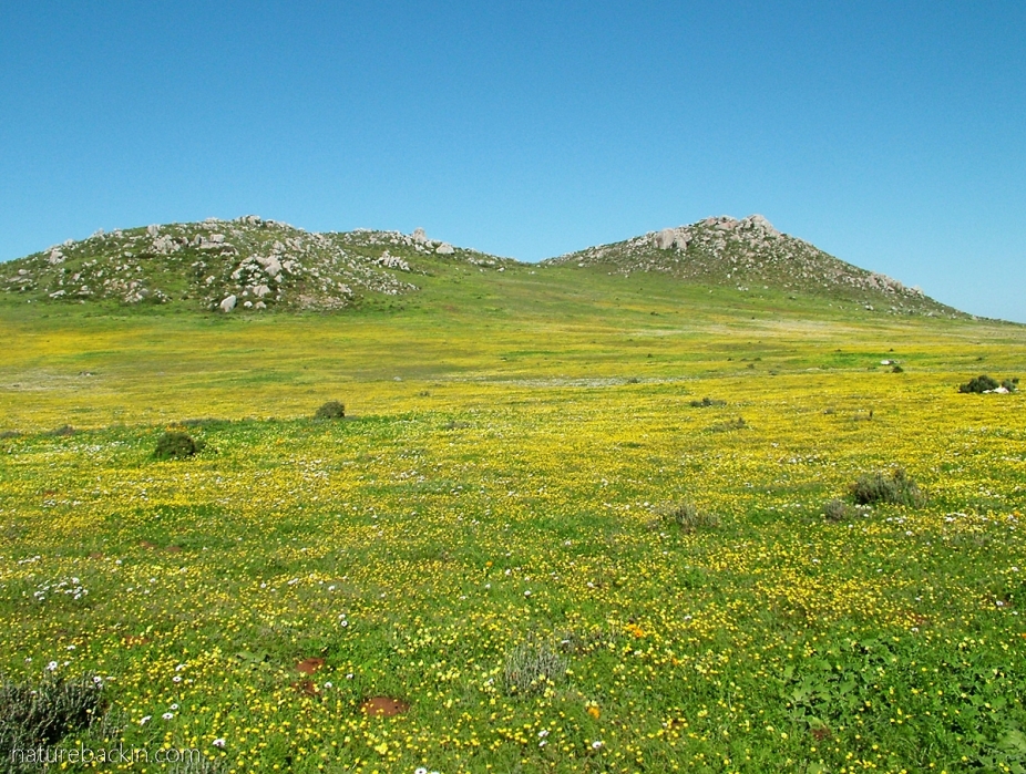 Springflowers in the Postberg section of the West Coast National Park, South Africa