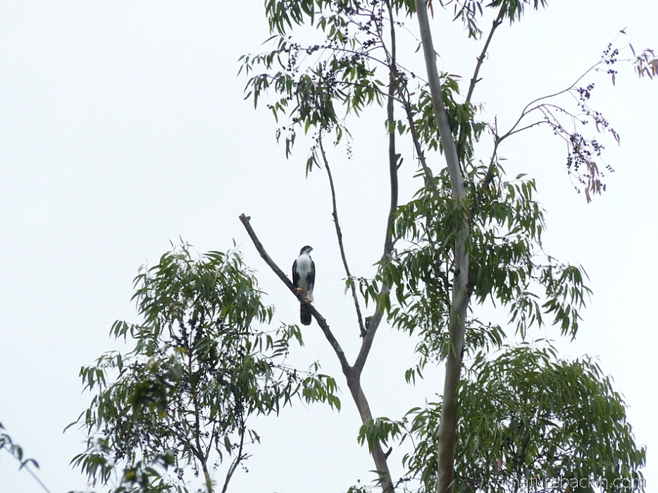 Black sparrowhawk in eucaluptus tree on margins of a plantation, KwaZulu-Natal