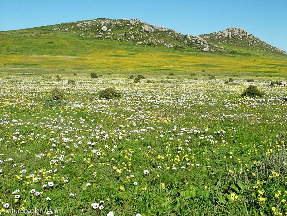 View of spring flowers at Postberg nature reserve, Western Cape