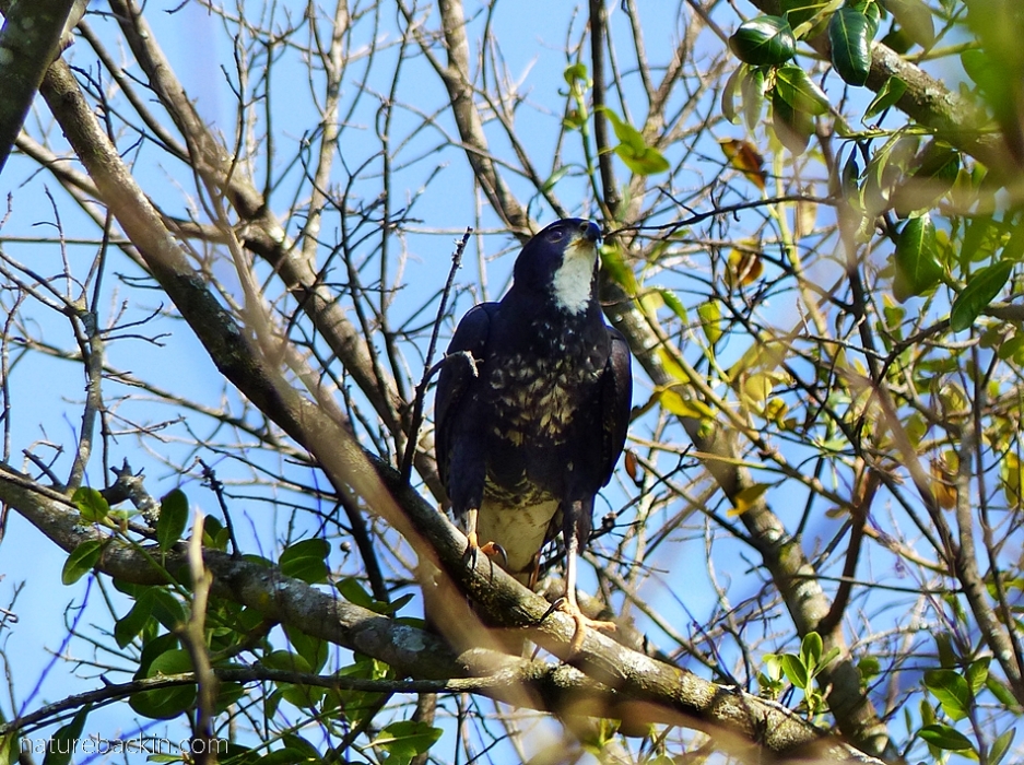 Dark morph black sparrowhawk, KwaZulu-Natal