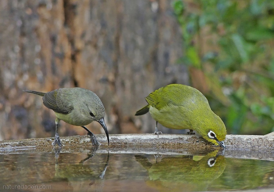 A female double-collared sunbird and Cape white-eye drinking at bird bath, KwaZulu-Natal