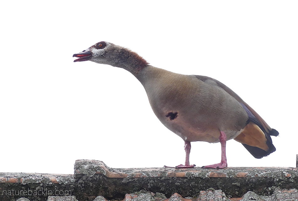 Egyptian good calling its honking call from roof top, South Africa