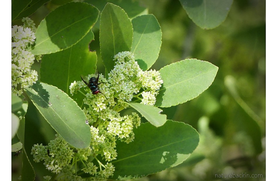 Fly pollinating flowers of the confetti spike-thorn (Gymnosporia senegalensis}