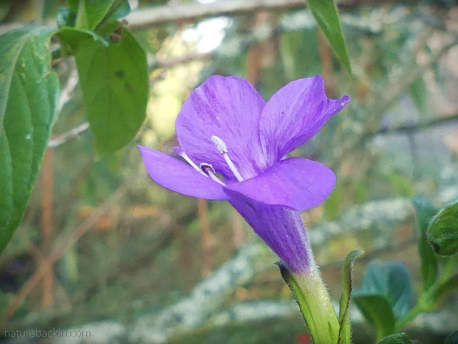 Flower of the wild bush violet, South Africa