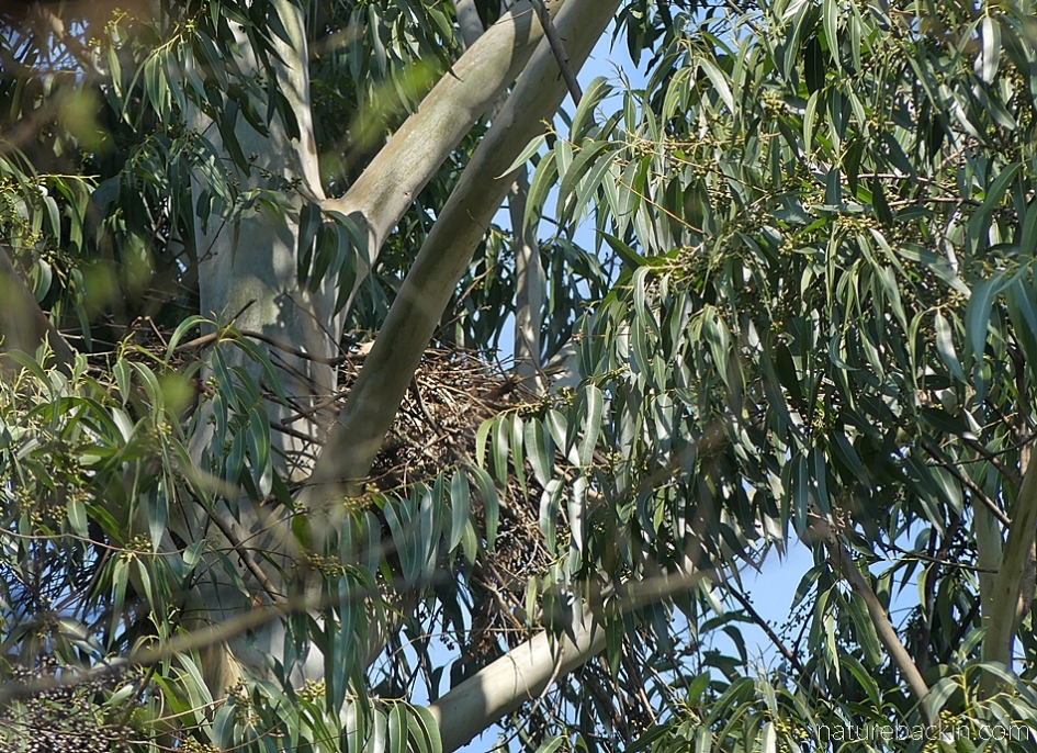 Nest of black sparrowhawks in a eucalyptus tree, KwaZulu-Natal