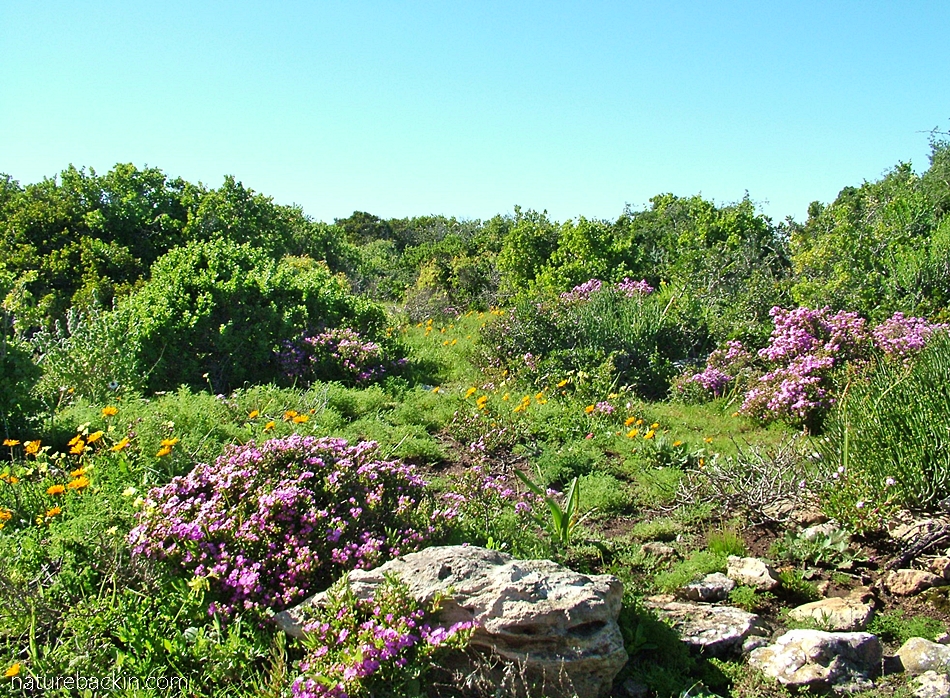 Succulents and other spring flowers at Postberg nature reserve, South Afrrica