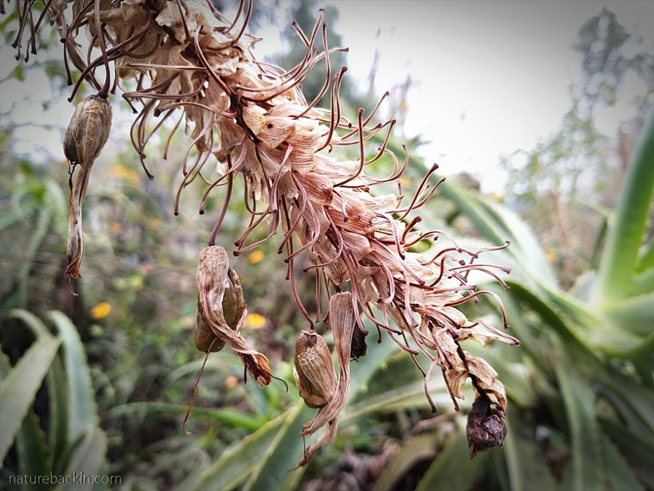 Seed capsules of the krantz aloe.